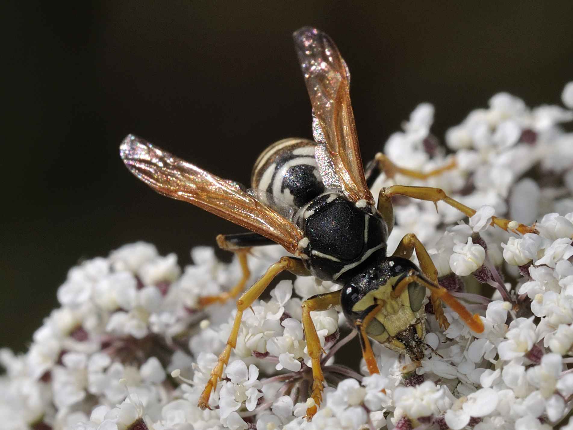 Polistes dominulus